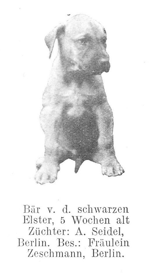 Bar vd Schwarzen elster